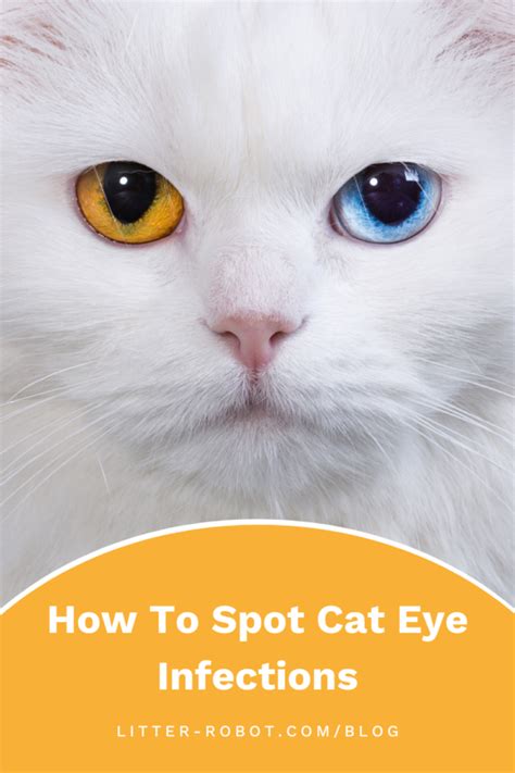 How To Spot Cat Eye Infections