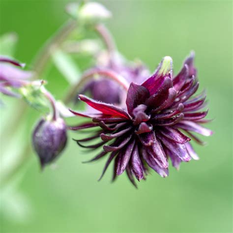 Aquilegia Vulgaris Plena Black Barlow Columbine Jora Dahl