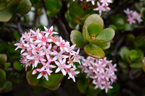 Comment Faire Fleurir Une Plante De Jade Conseils Pour La Floraison