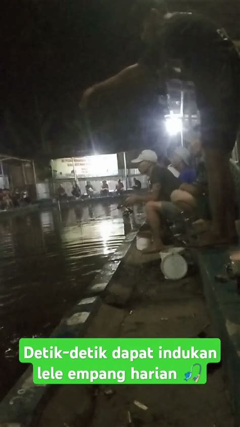 Detik Detik Dapat Indukan Lele Mancing Empang Harian YouTube