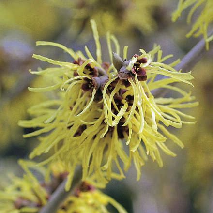 Zaubernuss Hamamelis Intermedia Pallida Gelb