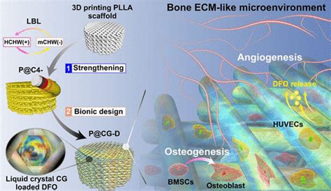 Bone Ecm Like D Printing Scaffold With Liquid Crystalline And