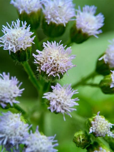 Bandotan Ageratum Conyzoides Es Un Tipo De Maleza Agrícola