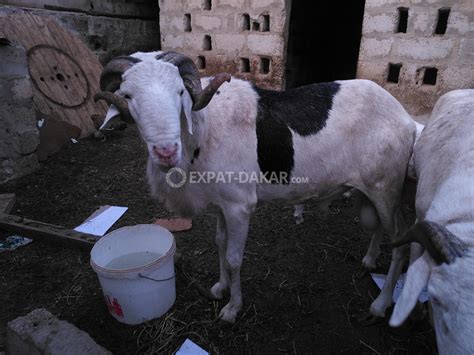 Mouton Ladoum Ouakam Expat Dakar