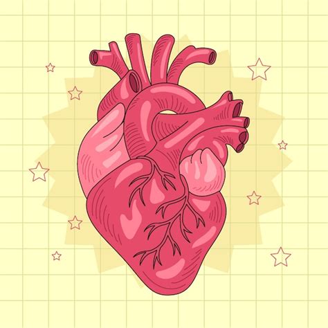 Details more than 190 heart diagram drawing best - nanoginkgobiloba.vn