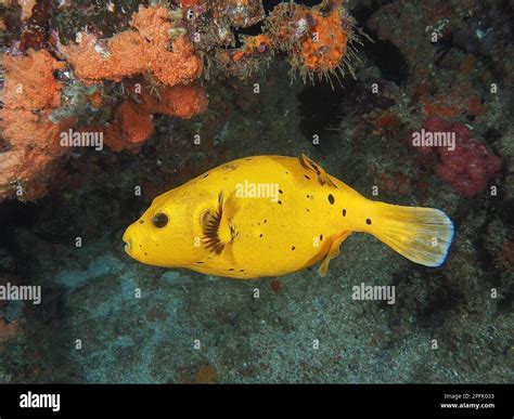 Guineafowl Puffer Arothron Meleagris Yellow Variant Sodwana Bay