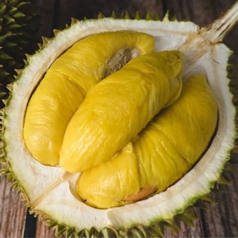 Bibit Durian Musang King Jual Bibit Pohon Durian Musang King Asli