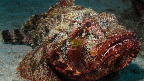 One Of The Most Venomous Fish In The World Stonefish Oceana Youtube