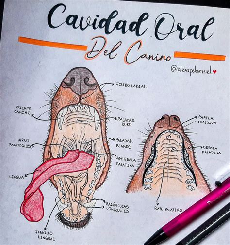 Anatomia De La Cavidad Oral Del Canino Vet Technician Vet Medicine