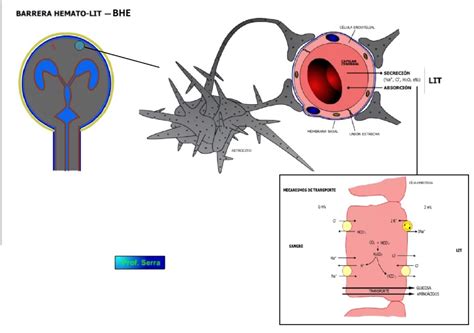 Circulaci N Cerebral La Barrera Hematoencef Lica Webfisio