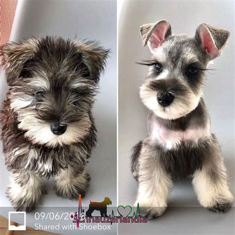 Pin By Rafael Medina On Schnauzers Schnauzer Puppy Schnauzer