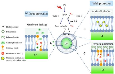 Schematic Representation Of The Photoinduced Lipid Oxidation A And