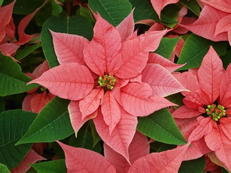 All about Poinsettia - Sloat Garden Center