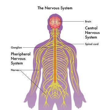 The Nervous System