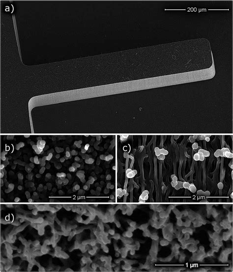 Scanning Electron Micrographs SEM Of CNT M Microcantilevers A A