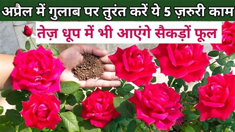 April Month Care And Fertilizer For Rose Plantrose Plant Growing Tips