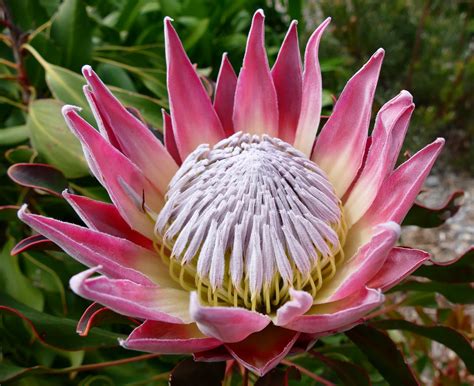 King Protea Protea Cynaroides Flower Kirstenbosch Na Flickr