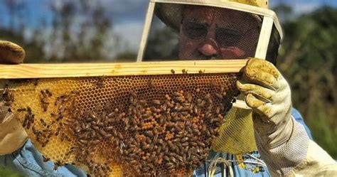 The Peace Bee Farmer Arkansas Honey Festival