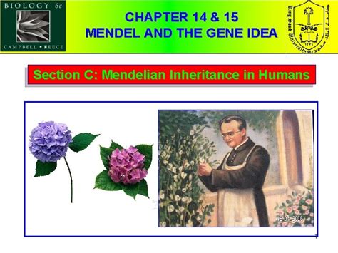 Chapter Mendel And The Gene Idea