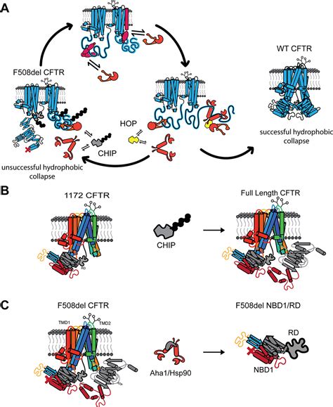 CFTR Folding From Structure And Proteostasis To Cystic Fibrosis