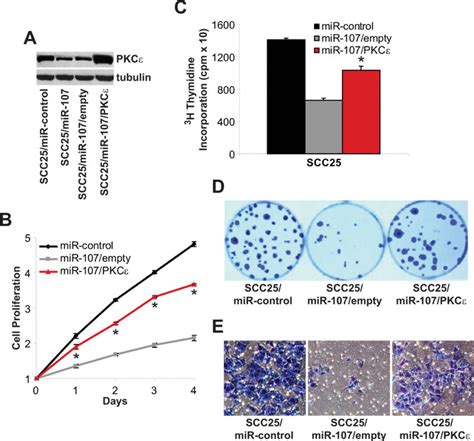 miR resistant PKCε reverses the tumor suppressive actions of miR 107