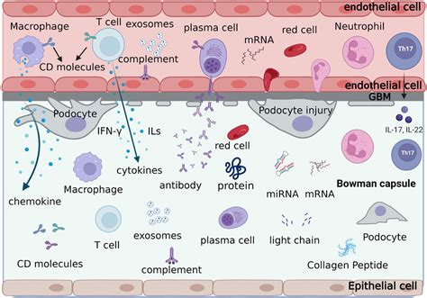 Frontiers Investigating The Value Of Urinary Biomarkers In Relation