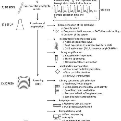 Schematic Outline Of Crisprcas Genome Wide Screens A Previous To Download Scientific