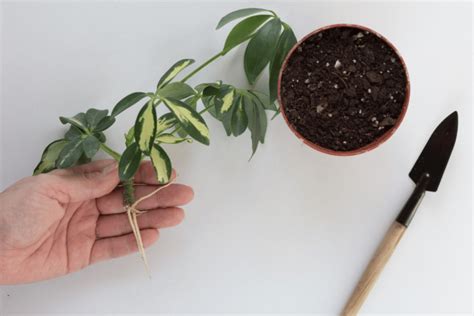 Umbrella Plant Propagation A Guide To Growing Your Own Indoor Greenery