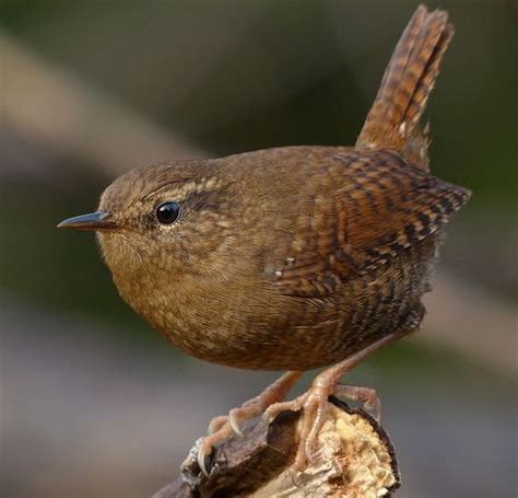 Winter Wren | Bird pictures, Wren, Beautiful birds