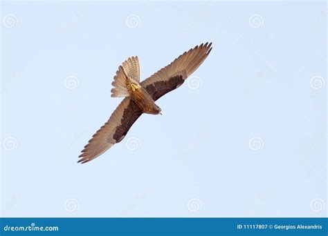 Falcon Flying Stock Image Image Of Searching Nature 11117807