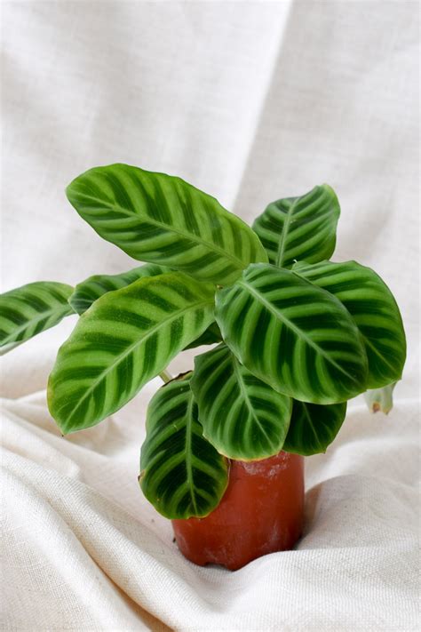 Calathea Zebrina From The Naked Collection Pine Sg