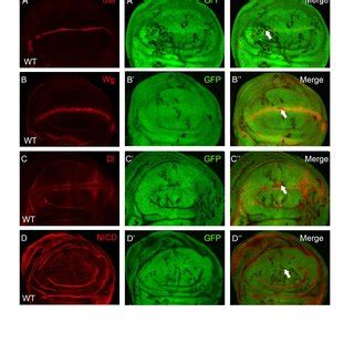 Figure S Expression Patterns Of Notch Signaling Components Are