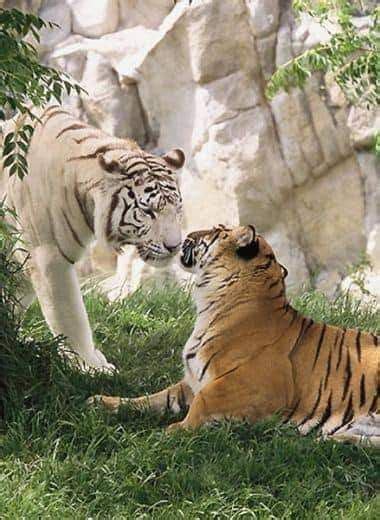 Pin By Tony Riddle On Tigers Tiger Pictures Pretty Cats Wild Cats