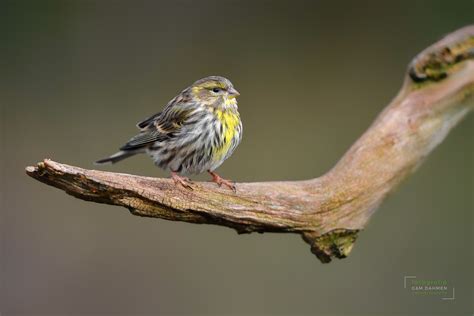 Girlitz Naturfotografie G M Dahmen Bilder Fotos