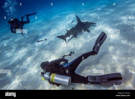 The Bahamas Carribean Sea A Shark Scrum Of Brave Deep Sea