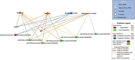 Ingenuity Pathway Analysis Ipa Derived Actions Of Differentially