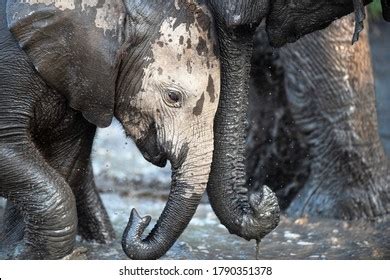 2,482 Elephant Calf Playing Images, Stock Photos & Vectors | Shutterstock