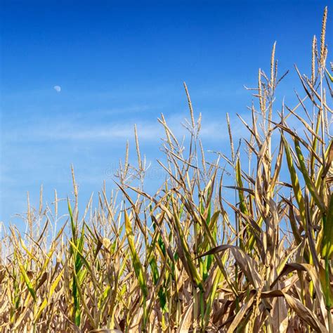 Corn Field Over Blue Sky Stock Photo Image Of Field 70981554