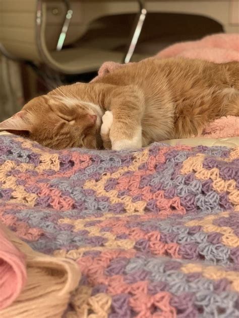 Gato De Jengibre Dormido Cerca De Una Manta De Crochet Foto De Archivo