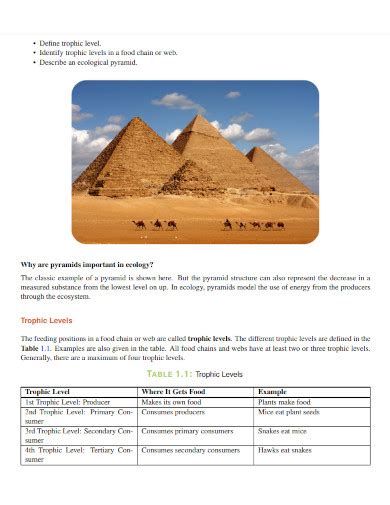 Trophic Level - Examples, PDF | Examples