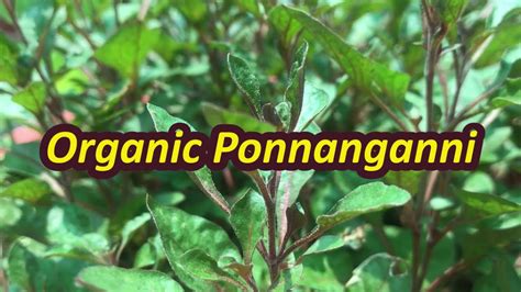 Organic Ponnanganni In Tanavsuchi Garden Alternanthera Sessilis Plant