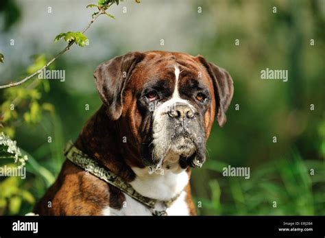 german boxer portrait stock photo alamy