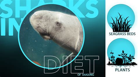 Dugong – Facts, Diet & Habitat Information – sharksinfo.com