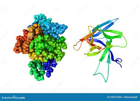 Solution Structure And Space Filling Molecular Model Of Human