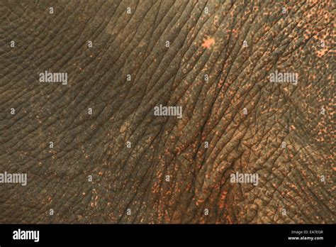 Elephant skin texture Stock Photo - Alamy