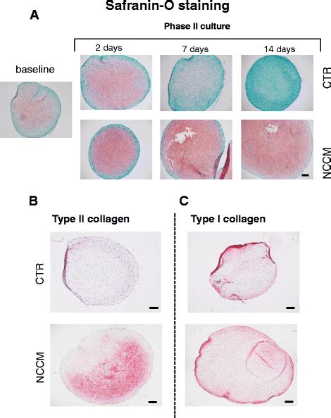 Histological And Immunohistochemical Characterizations Of Pellets