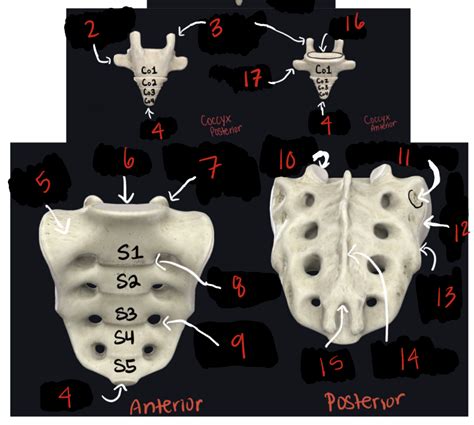 Sacrum 2 Diagram Quizlet