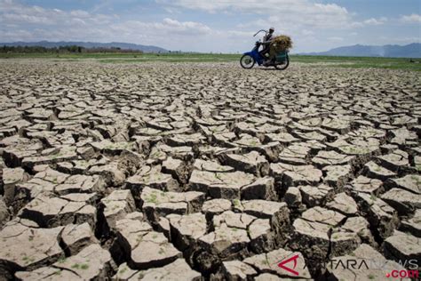 Cirebon Masih Berpotensi Kekeringan Ekstrem Antara News