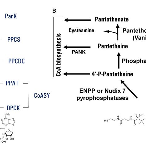 Pdf Coenzyme A Protein Coalation And Redox Regulation In Mammalian Cells