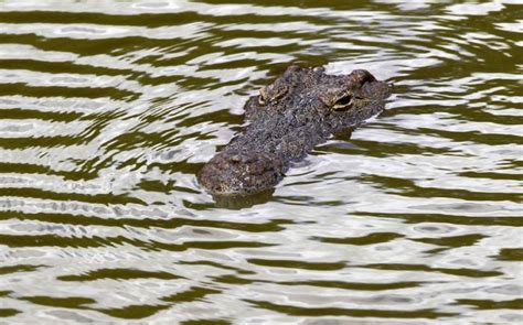 15 mil crocodilos escaparam de uma fazenda de crocodilos na África do